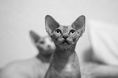 BountifulNecessaryAmericanshorthair-size_restricted